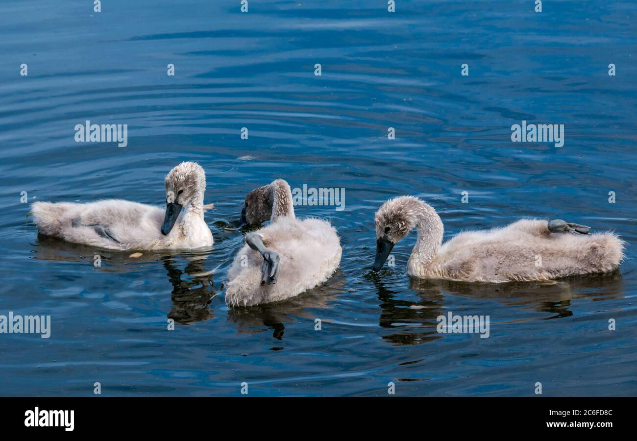 8 week old mute swan cygnets, Cygnus olor, swimming with webbed foot on back in Summer sunshine to cool off, East Lothian, Scotland, UK Stock Photo