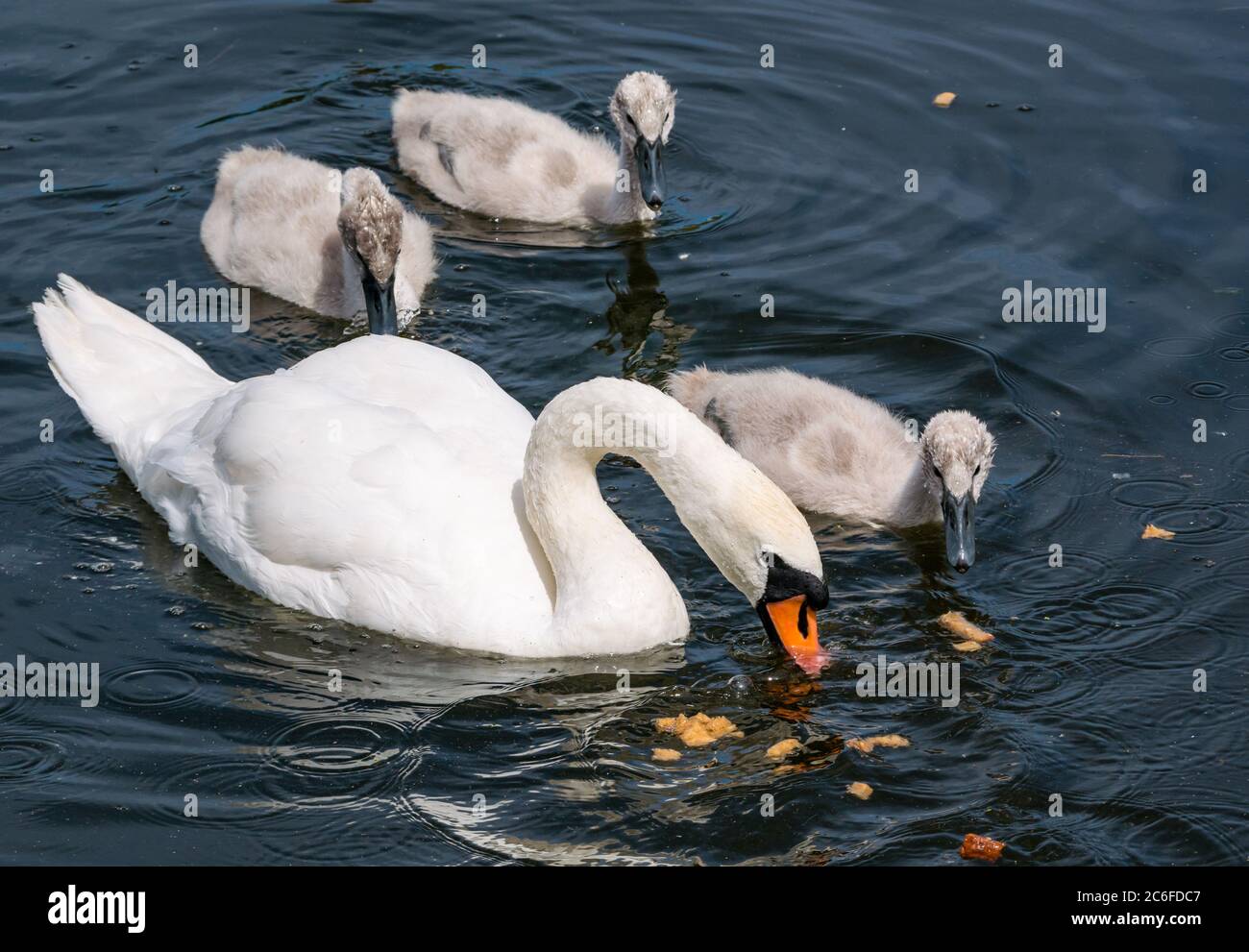 Female adult mute swan, Cygnus olor, with 8 week old cygnets eating bread in Summer sunshine in reservoir, East Lothian, Scotland, UK Stock Photo