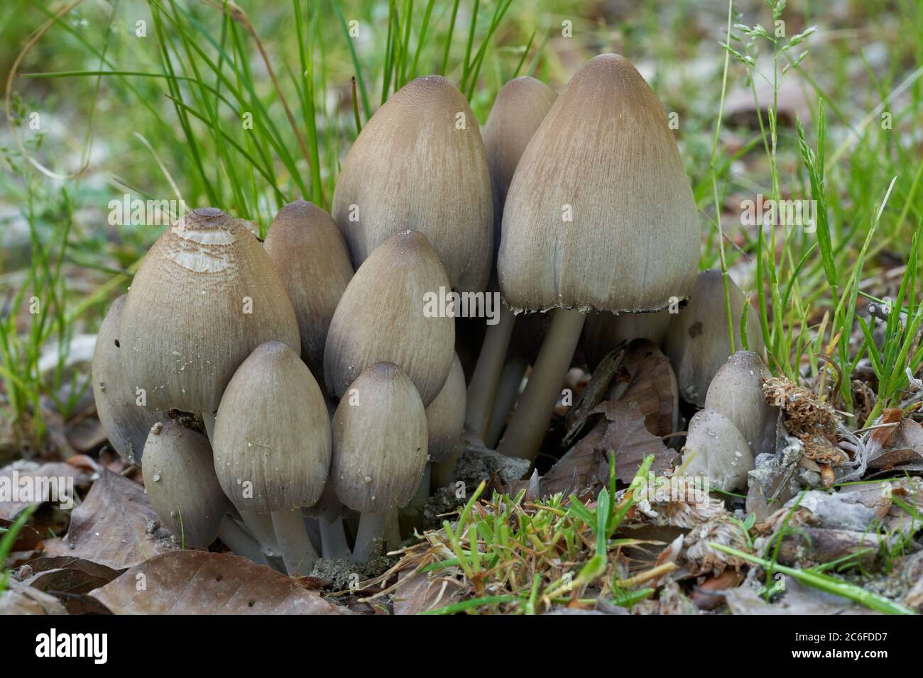 Wild mushroom Coprinopsis acuminata on a forest path in deciduous forests. Known as humpback inkcap. Gray-brown fungus growing in grass and rocks. Stock Photo