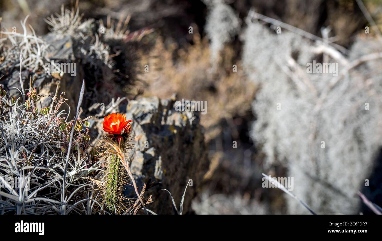 Cactus flower in bone dry environment during the drought Stock Photo