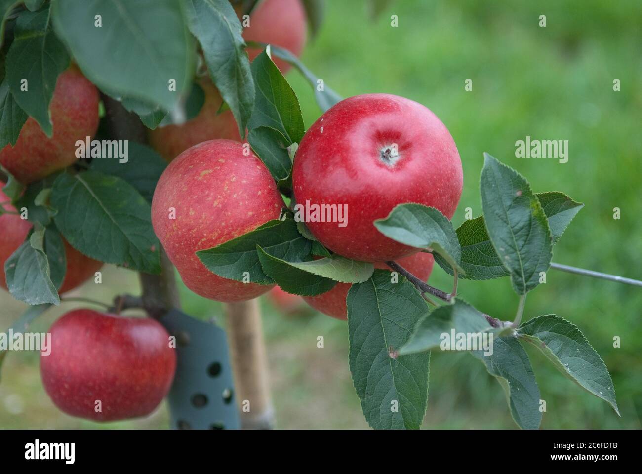 Apfel, Malus domestica AUTENTO, Apple, Malus domestica AUTENTO Stock Photo