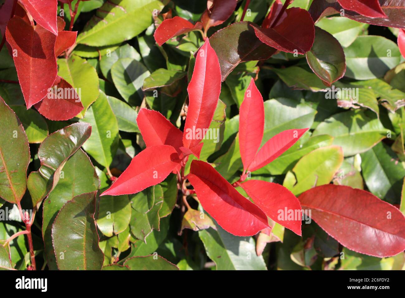 Photinia Red Robin or Christmas Berry close up of bright red leaves against older green leaves Santander Cantabria Spain Stock Photo