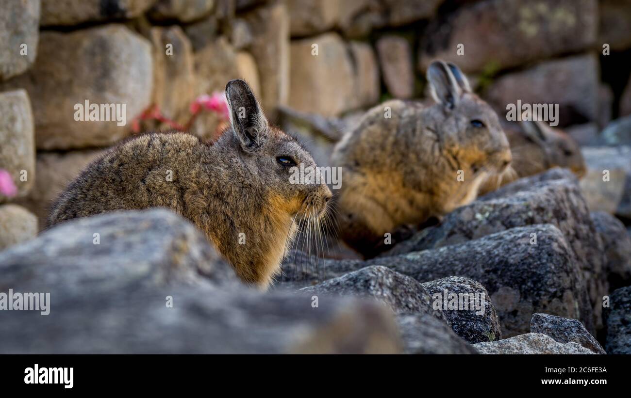 Lovely pic of a group of three northern viscachas sitting in a row in front of a stone wall, also called lagidium peruanum. Stock Photo