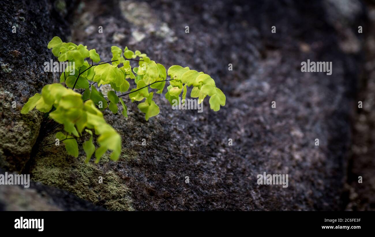 clover with moss on a rock Stock Photo
