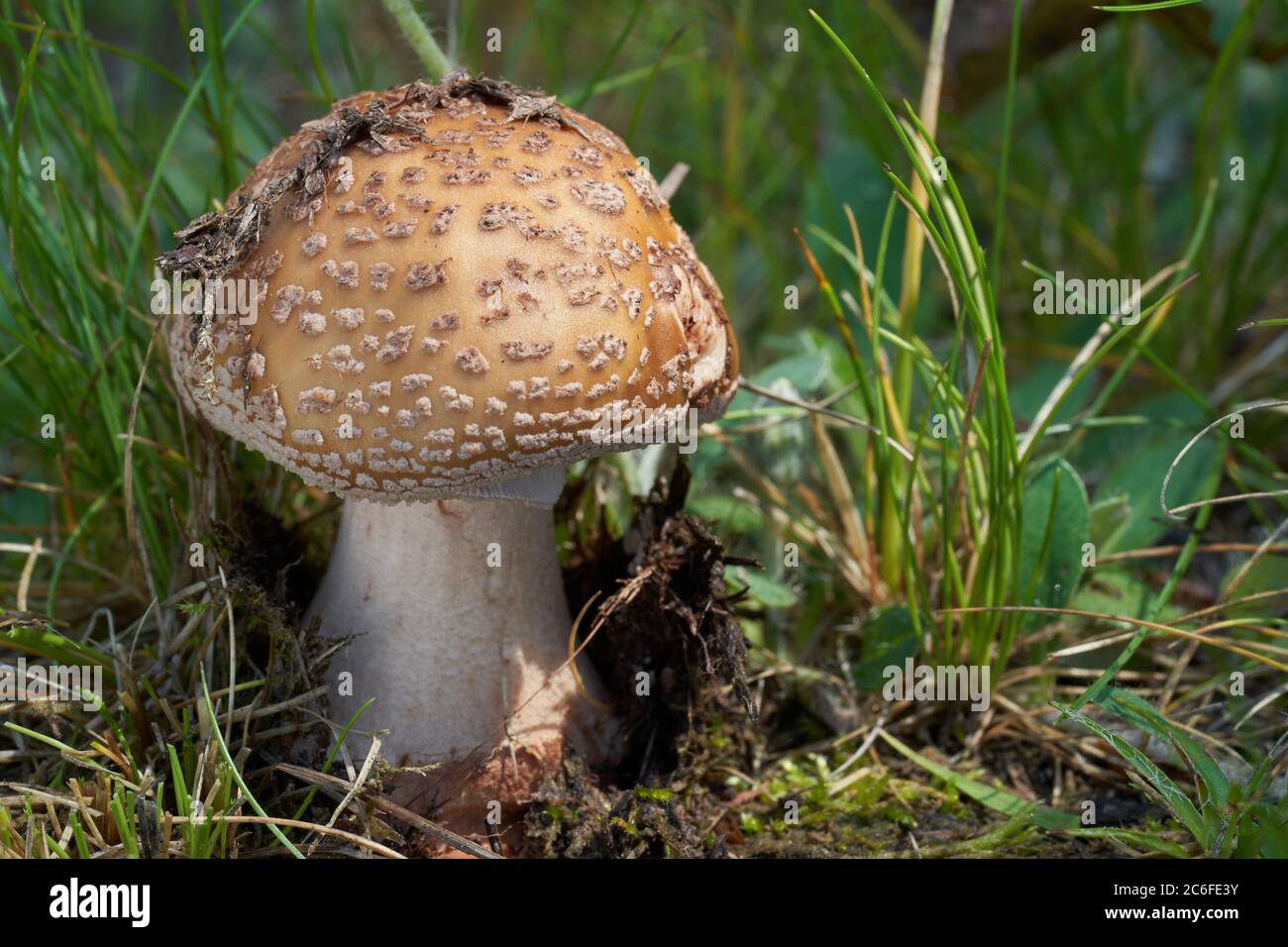 Edible mushroom Amanita rubescens in the meadow under birch and aspen trees. Known as blusher mushroom. Wild musrooms growing in the grass. Stock Photo