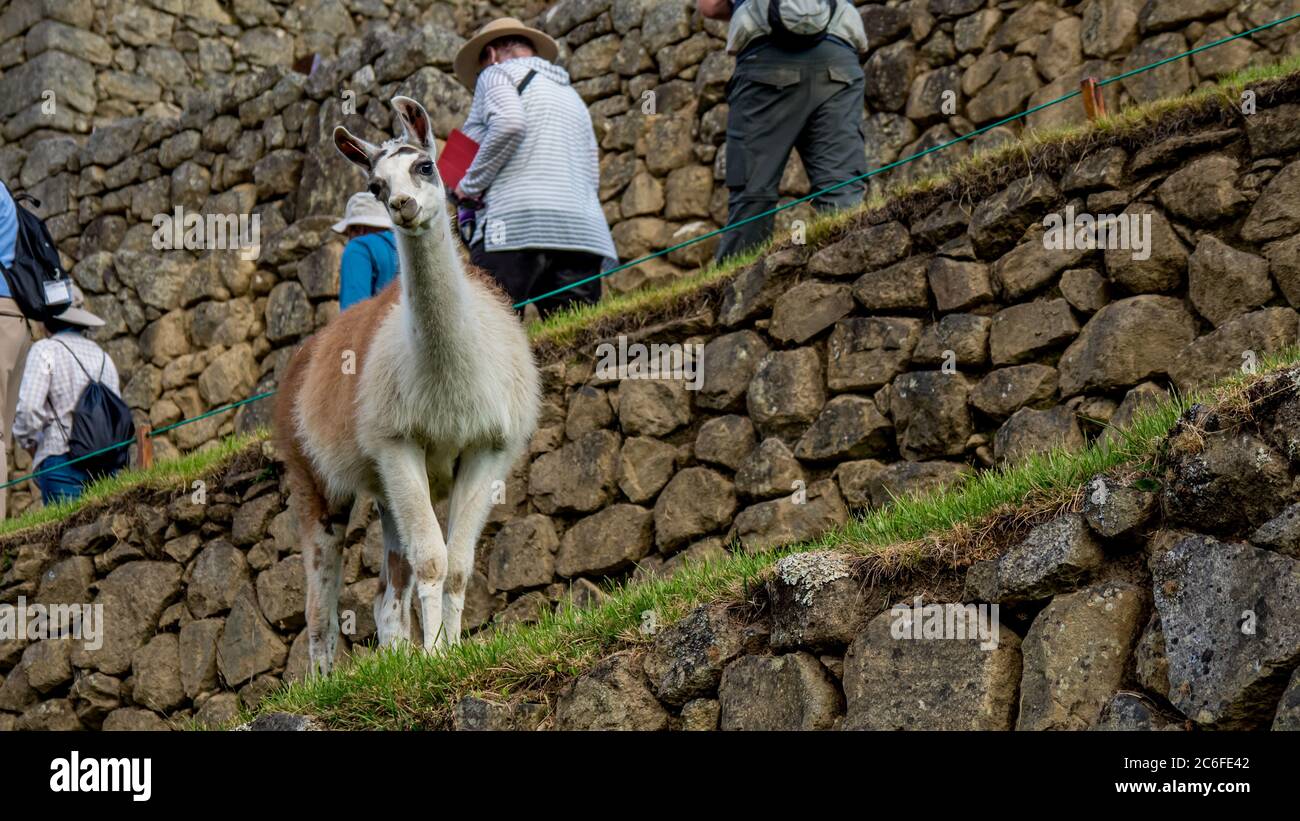 Funny curious looking alpaca llama in machu picchu Stock Photo