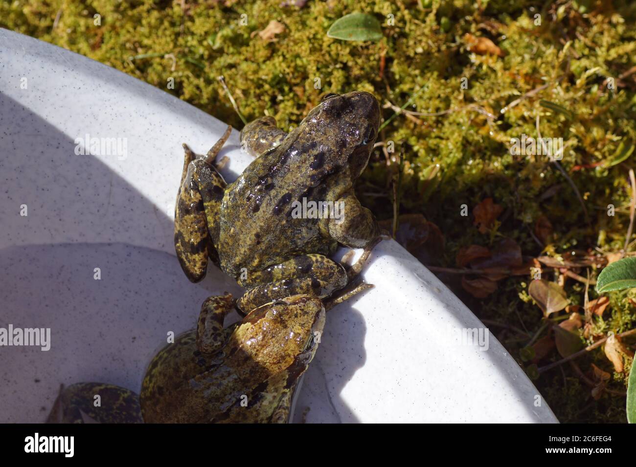 Common frogs (Rana temporaria) crawl out of the bucket with water to go