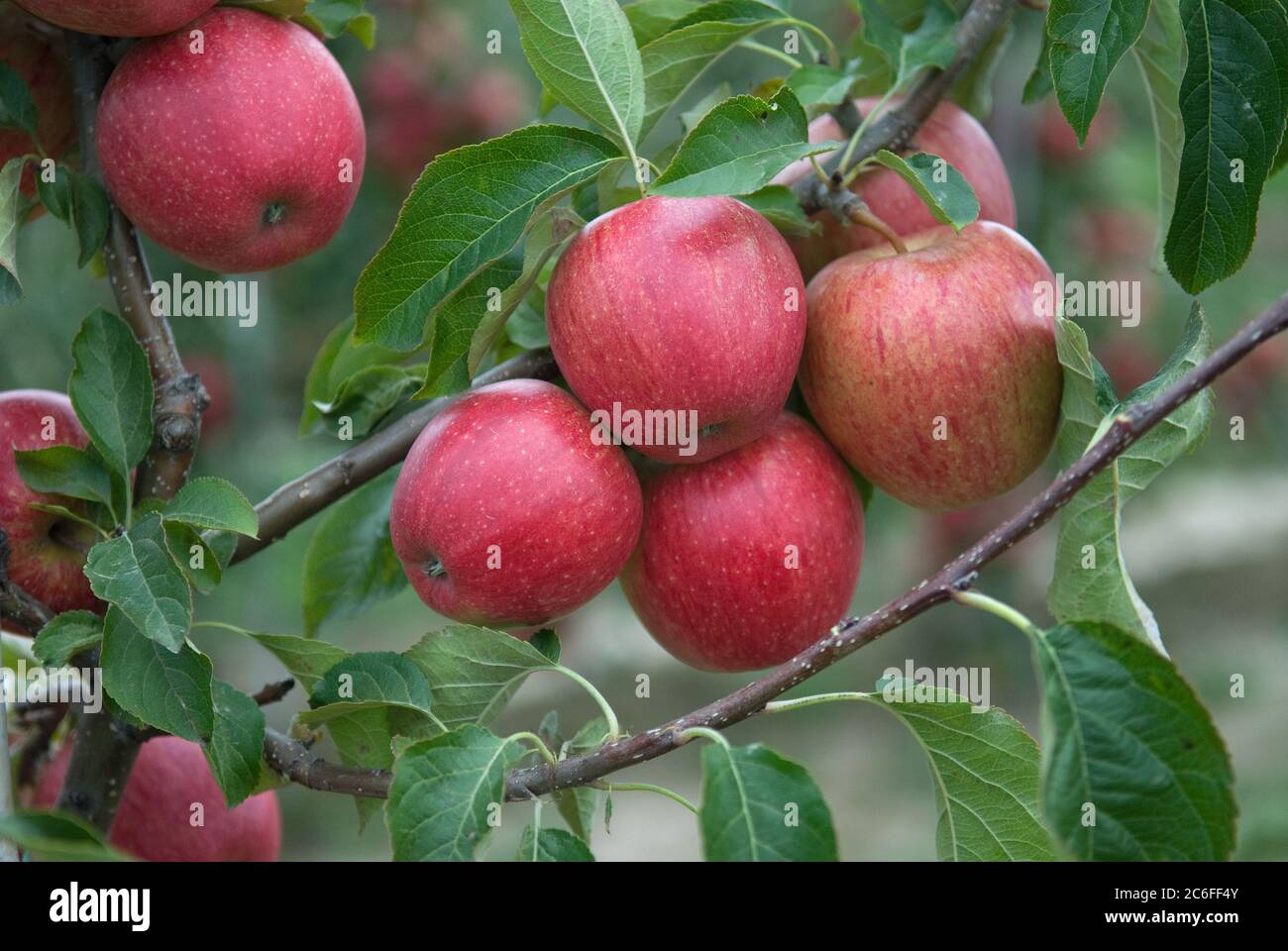 Apfel, Malus domestica EVELINA, Apple, Malus domestica EVELINA Stock Photo