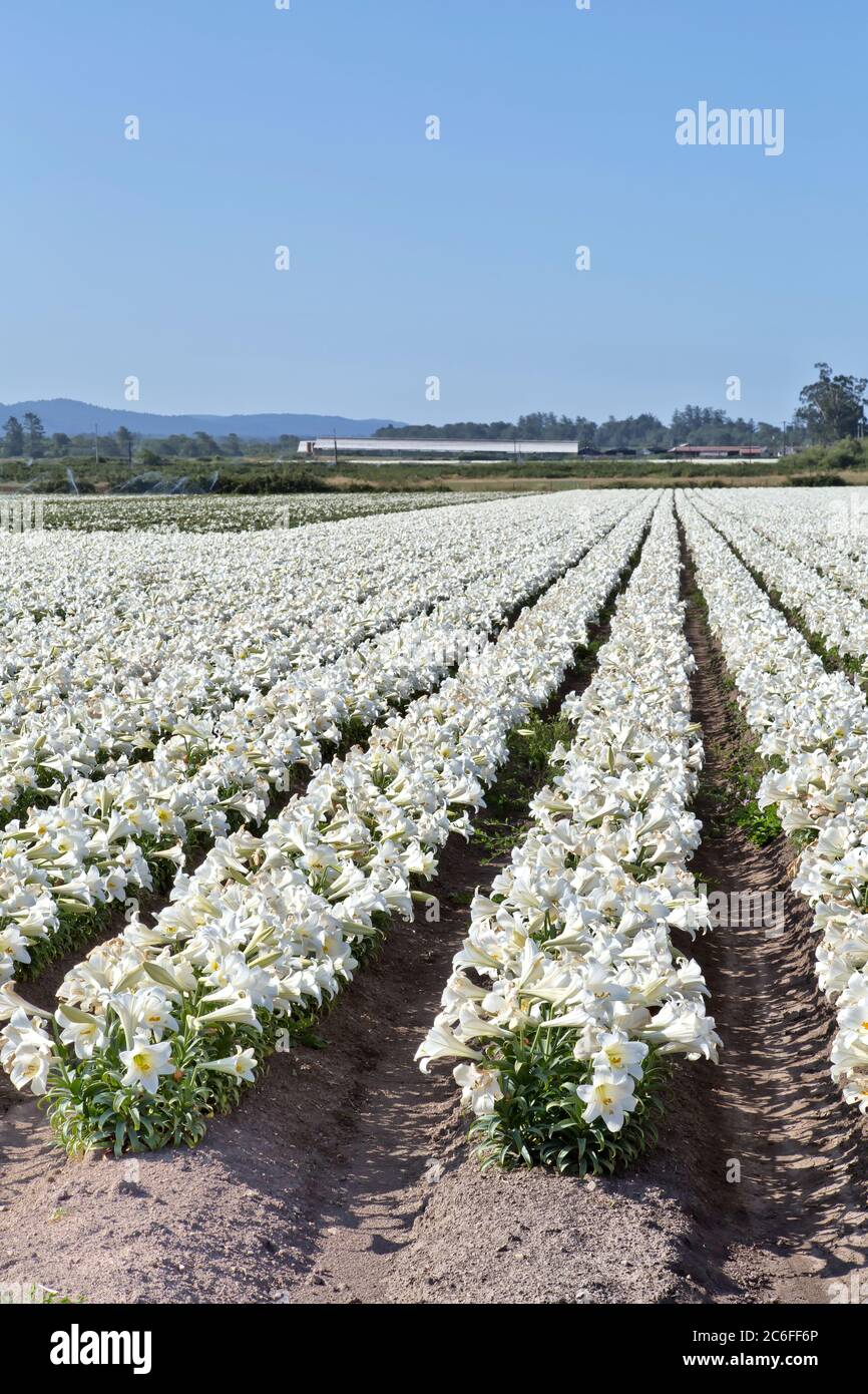 Easter Lilies  'Lillium longiflorum'  farm, California North Coast. Stock Photo