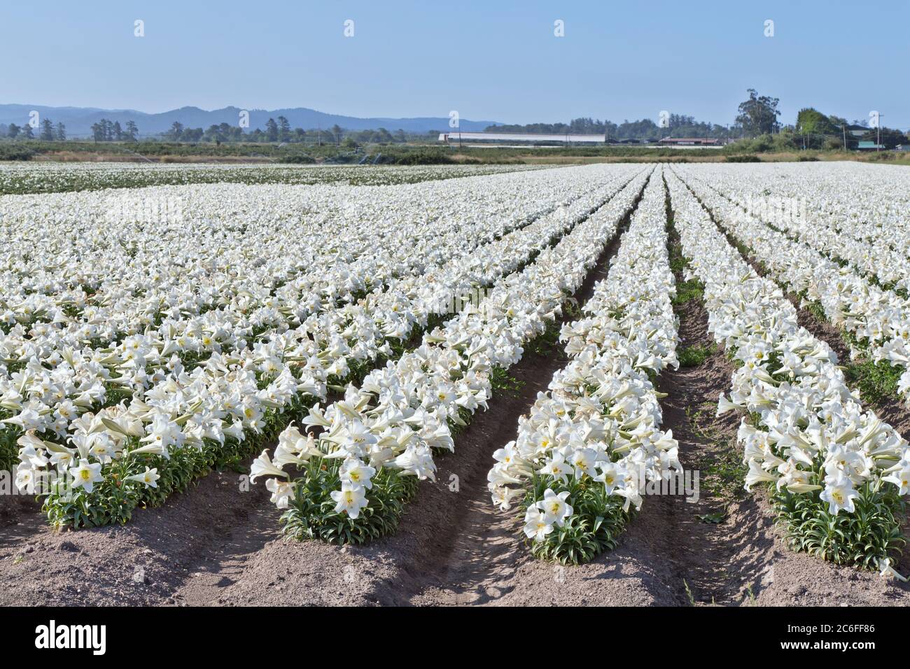 Easter Lilies  'Lillium longiflorum', rows of flowering Lilies growing, California North Coast. Stock Photo