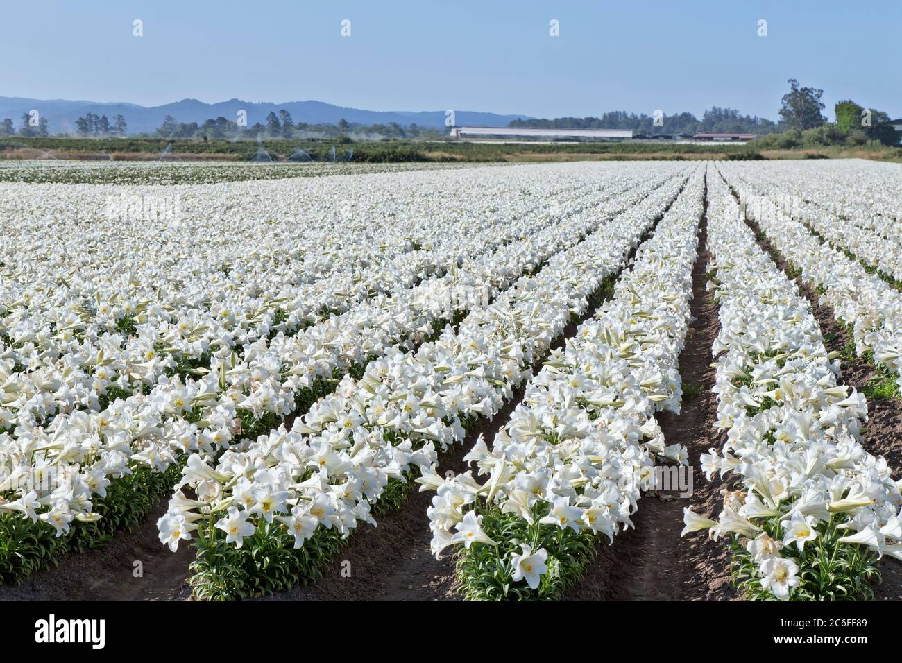 Easter Lilies  'Lillium longiflorum' farm, rows of flowering Lilies flowering,  California North Coast. Stock Photo