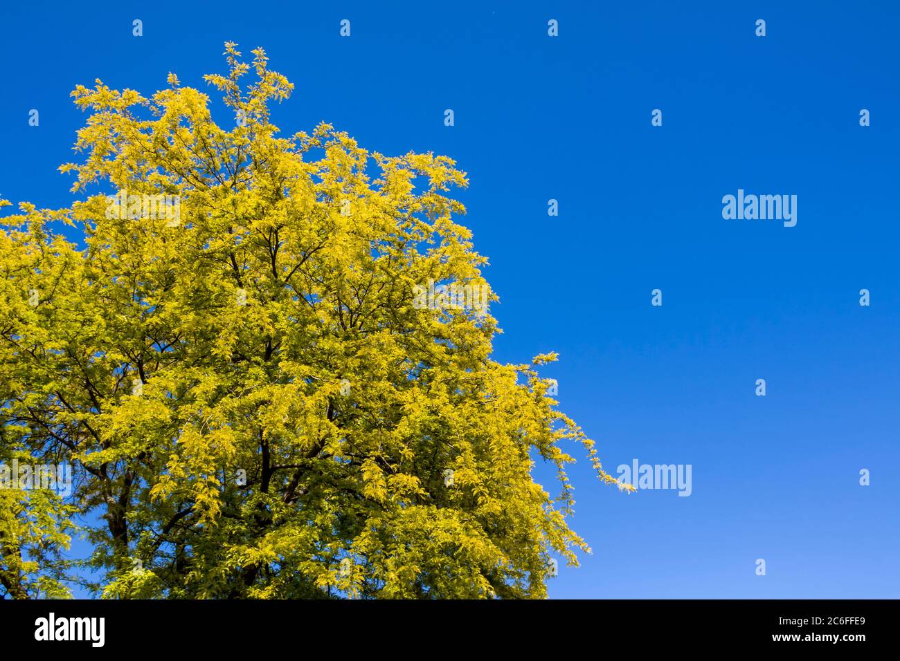 green trees and panoramic sky. Great as a background,web banner Stock Photo