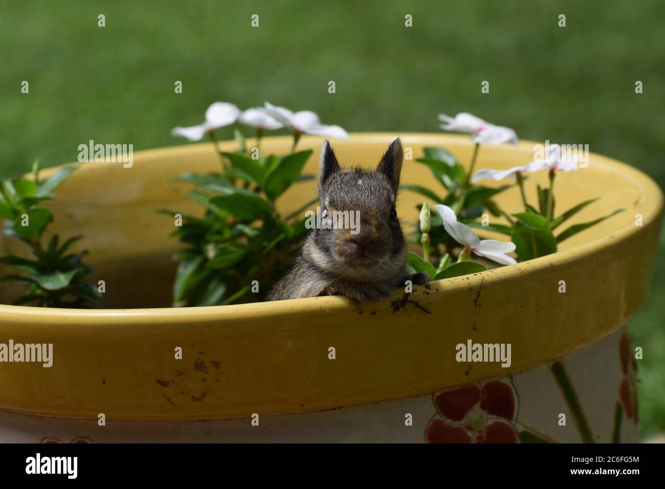 Baby Bunny Rabbit Posing Stock Photo Alamy