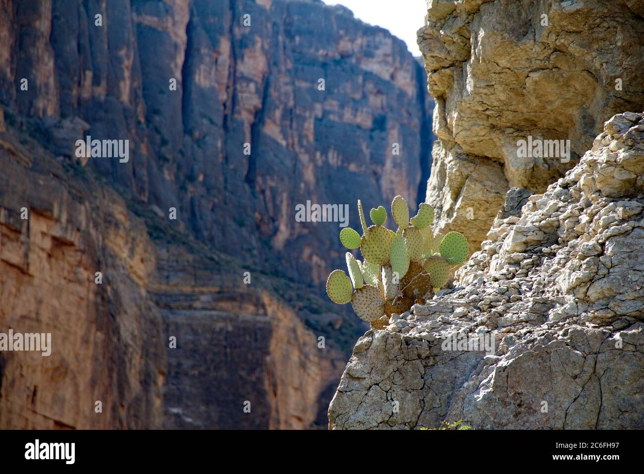 A bright green cactus clings on to a crumbling rock face of the Santa Elena Canyon, with the Rio Grande flowing fast underneath. USA border with Mexic Stock Photo