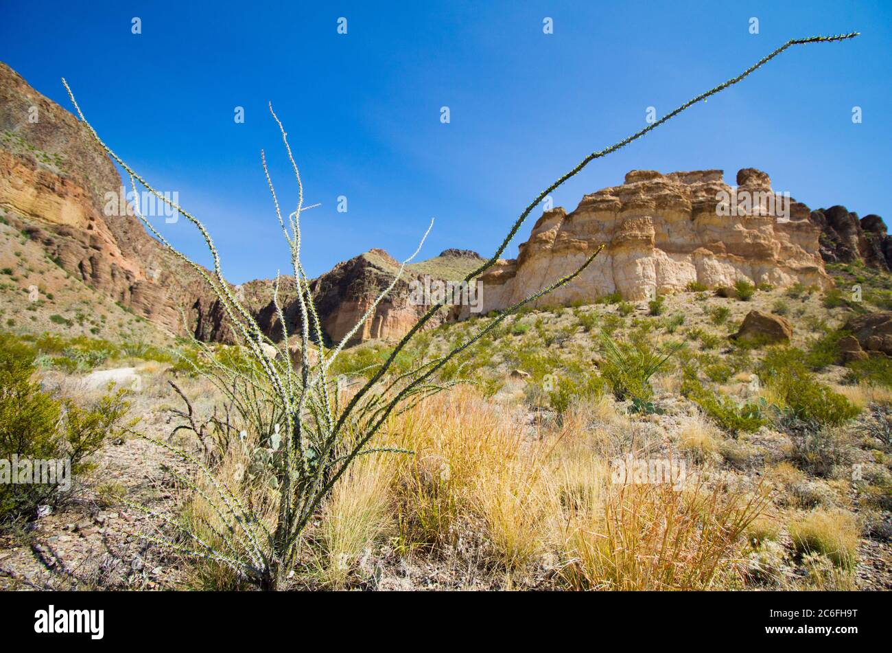 Ocotillo desert plant in Big Bend National Park with stunning scenery of Burro Mesa Pour-off canyon in the background Stock Photo