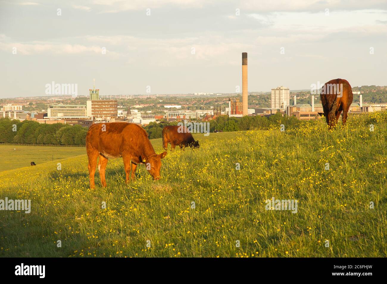 Lush green grass Newcastle-Upon-Tyne’s Town moor park being grazed by cows on a summer’s evening Stock Photo