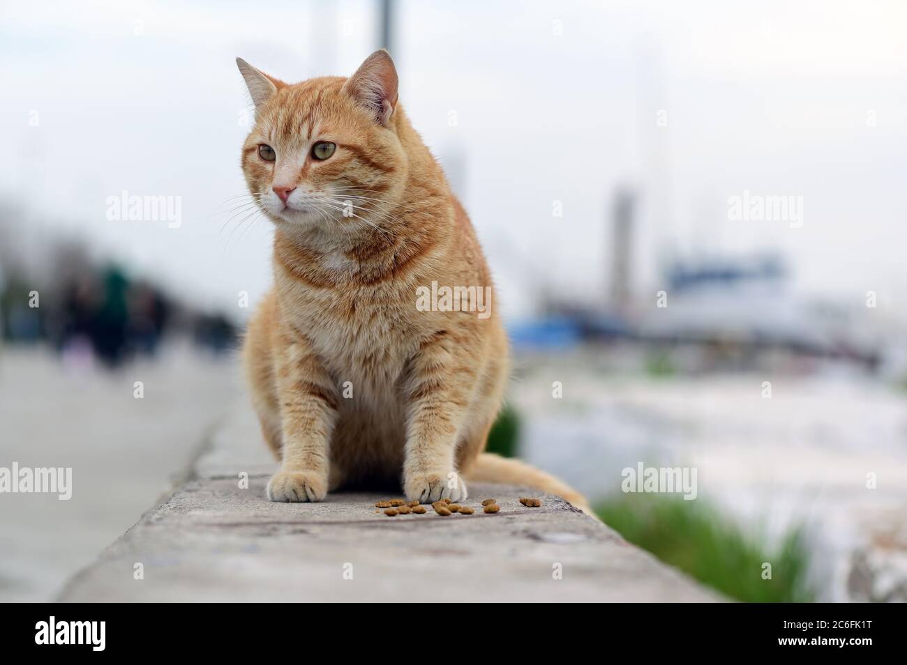 Cat is eating dried cat food Stock Photo Alamy