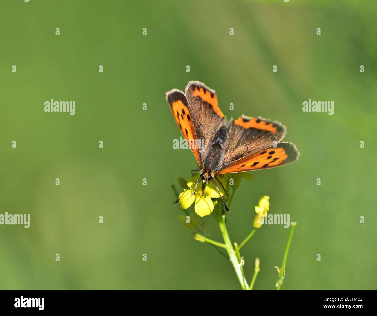 Lycaena phlaeas, the small copper Stock Photo