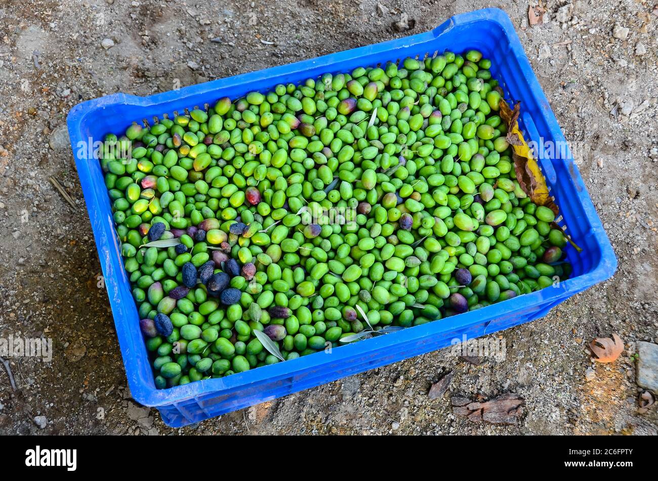 Green olives are picked and placed in a basket Stock Photo Alamy