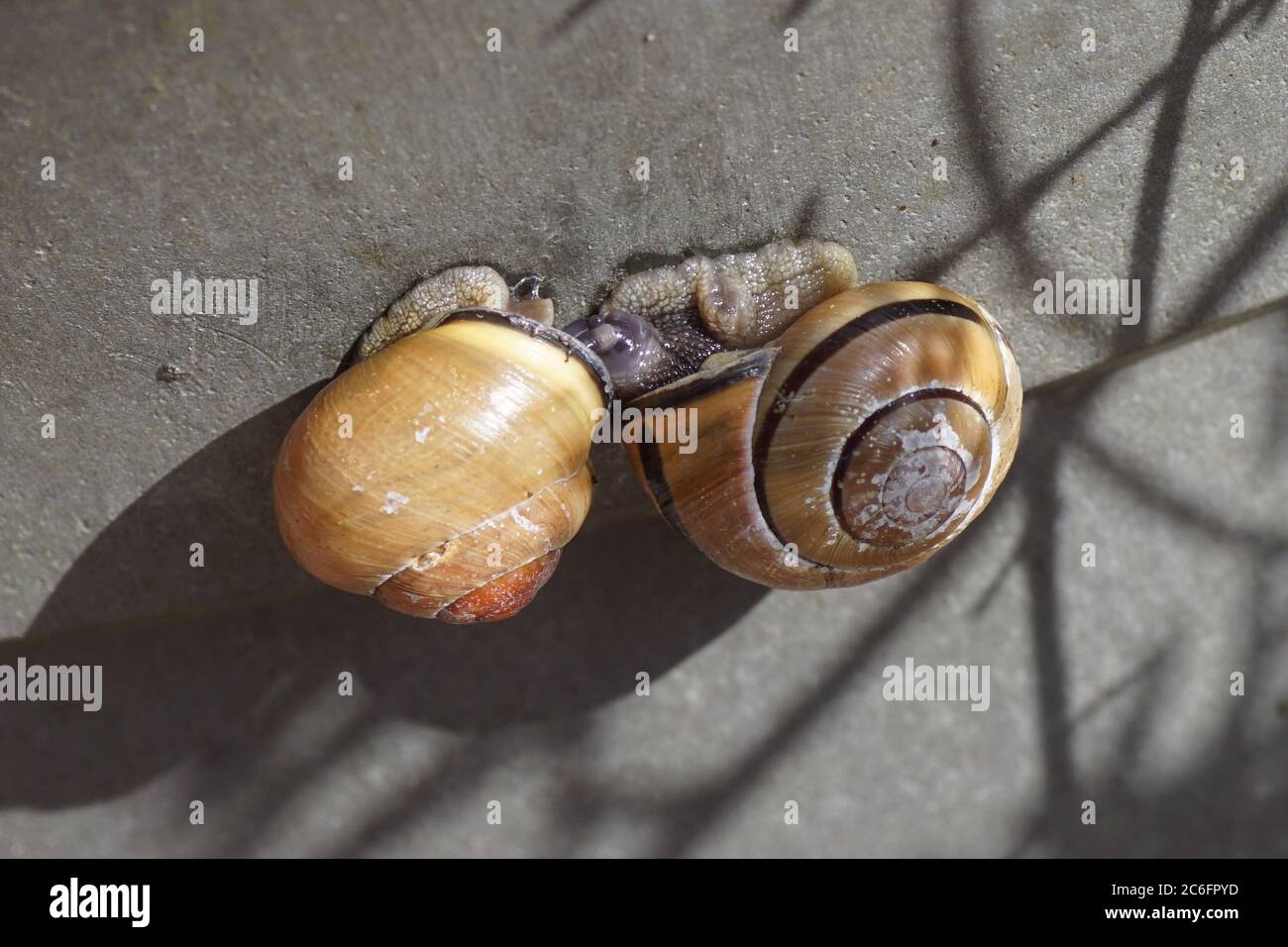 Two loving grove snails or brown-lipped snails (Cepaea nemoralis) on a garden pot. Family Helicidae. Bergen, Netherlands, March Stock Photo