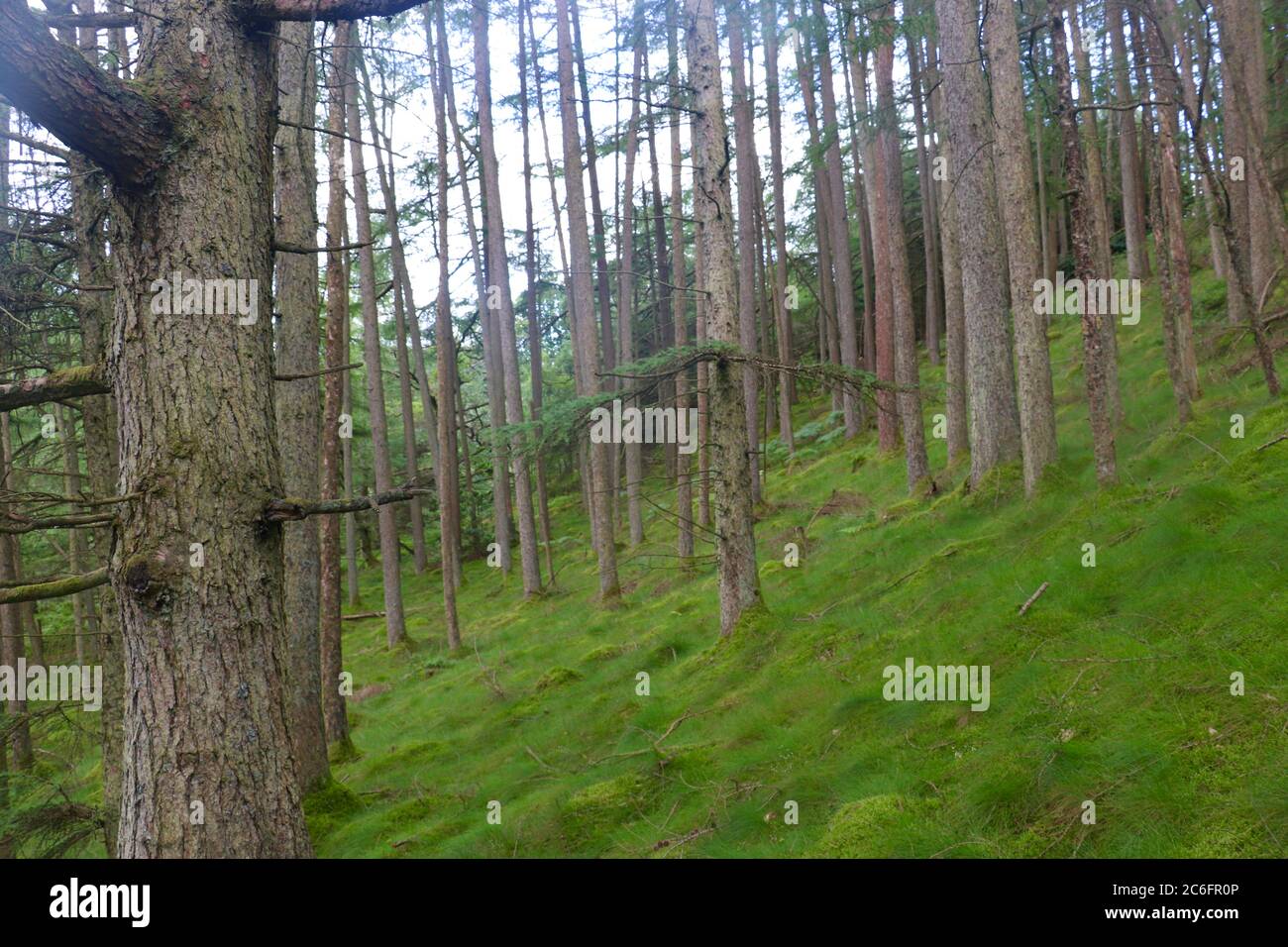 close up of trees in forrest with green grass  Stock Photo