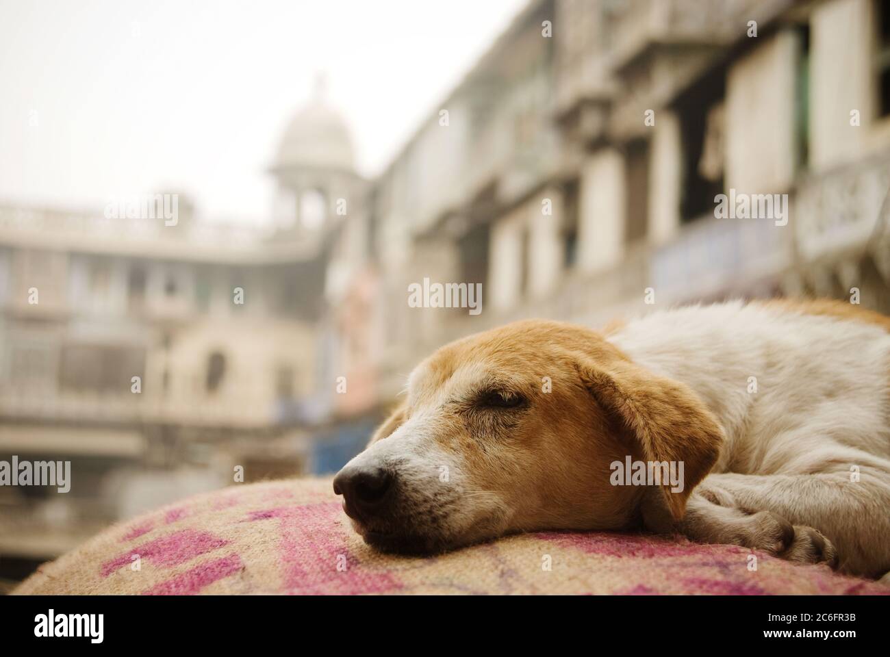 Dog sleeping on a burlap sack in the spice market, Delhi, India Stock Photo