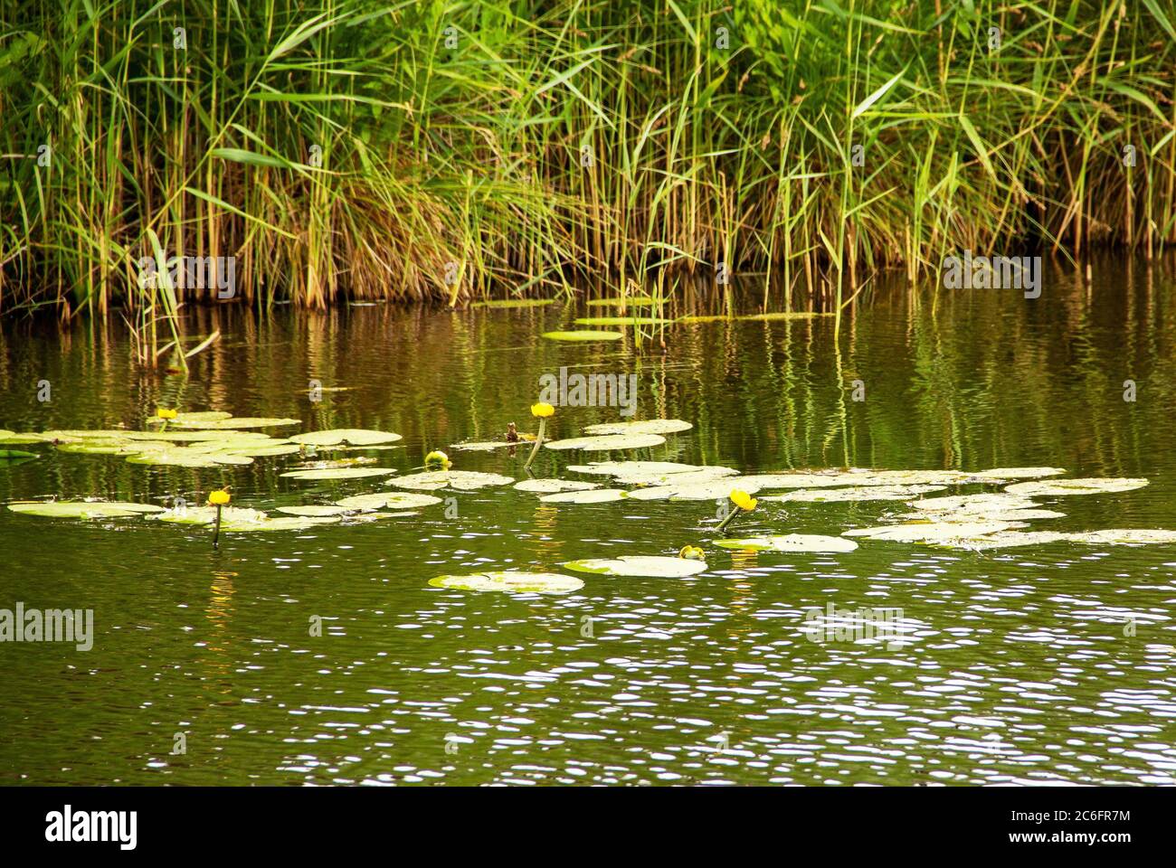 Yellow pond lilies hi-res stock photography and images - Alamy