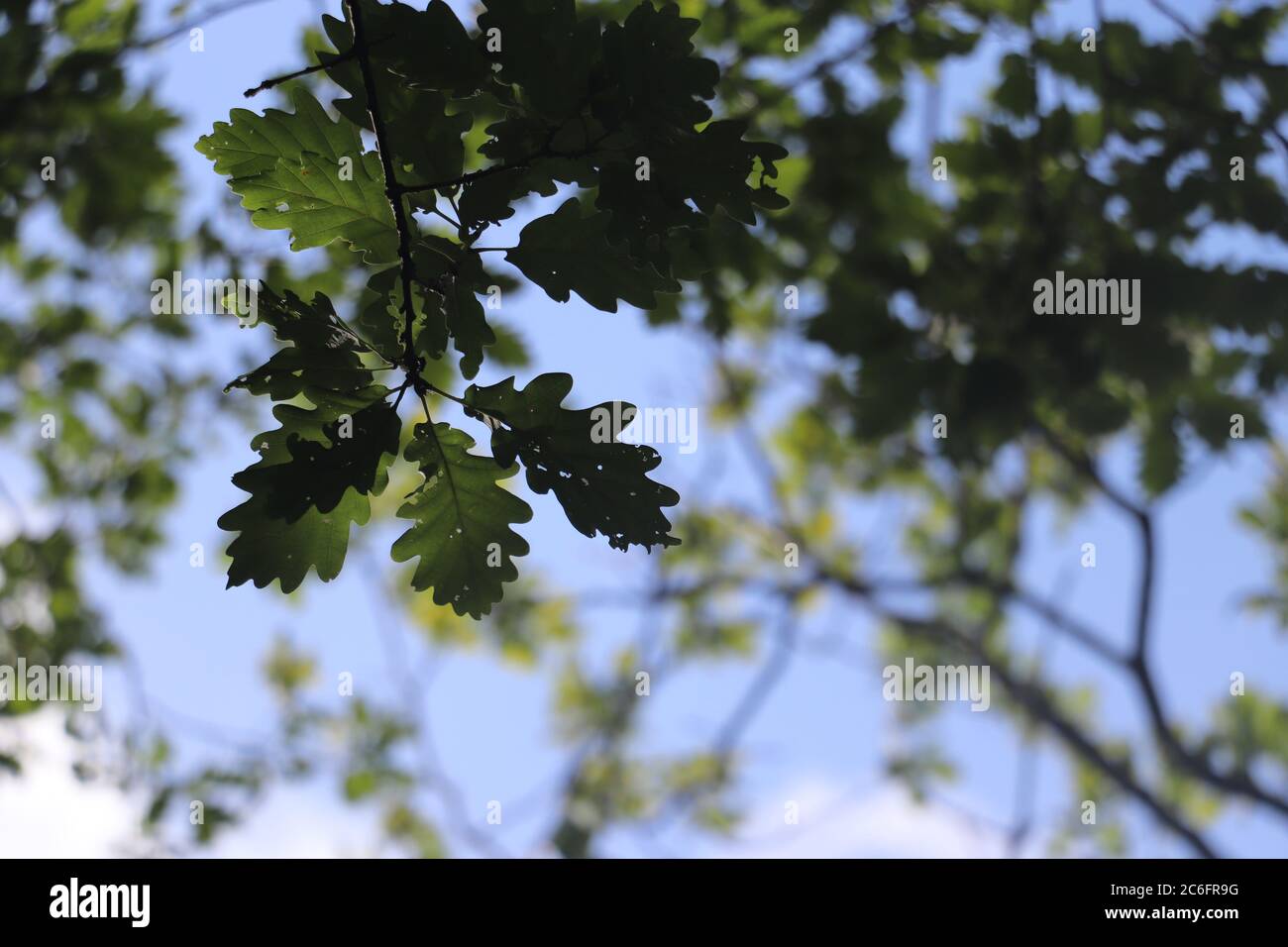 close up of green oak leaves with blue sky background Stock Photo