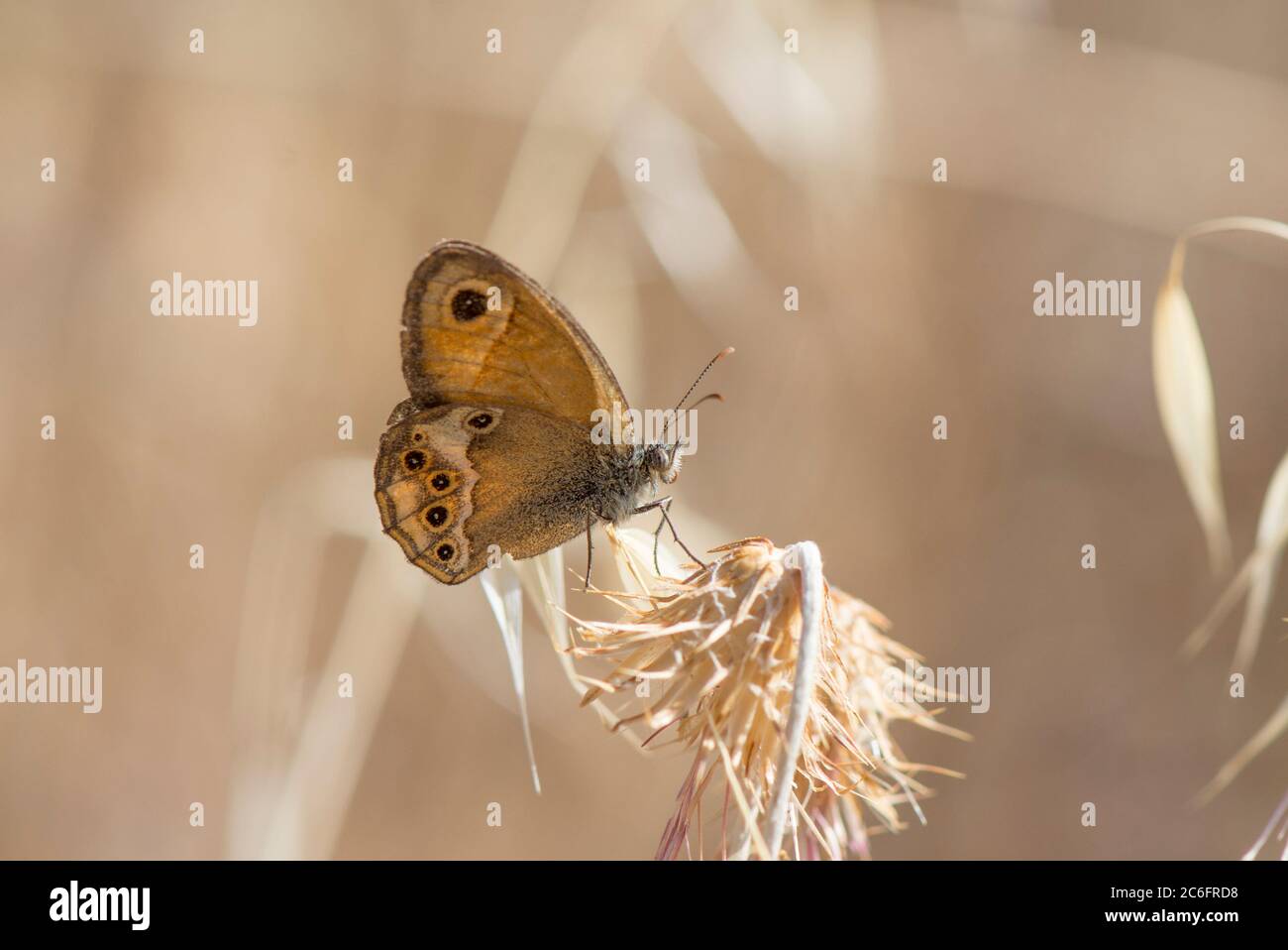 Dusky heath butterfly, Coenonympha dorus, resting on a dry thistle, Andalusia, Spain. Stock Photo