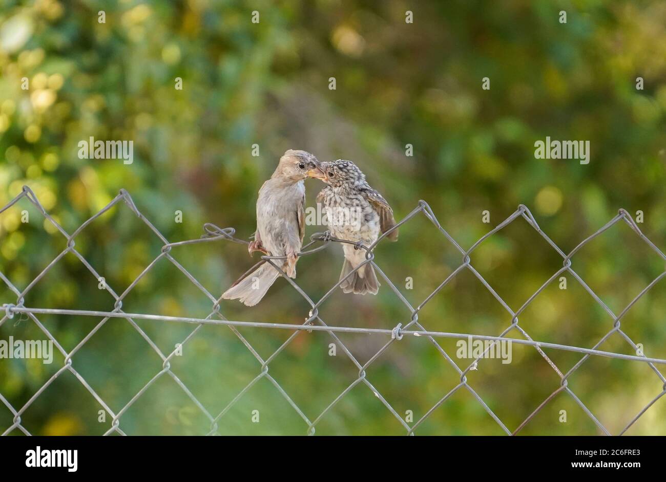 House sparrow feeding a young Spotted flycatcher perched on fence. Spain. Stock Photo