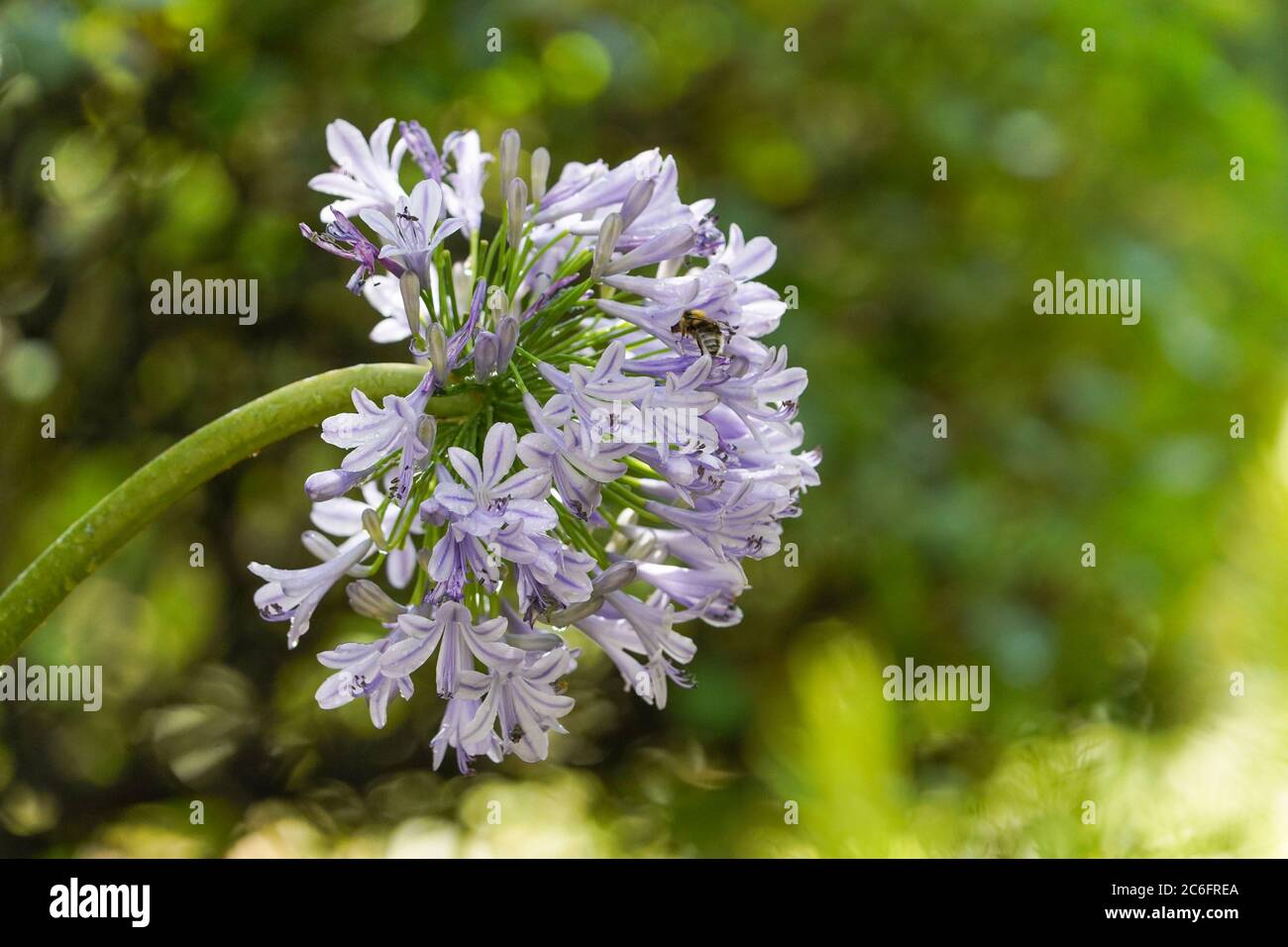 African Lily (Agapanthus praecox,  Agapanthus umbellatus) in a garden. Stock Photo