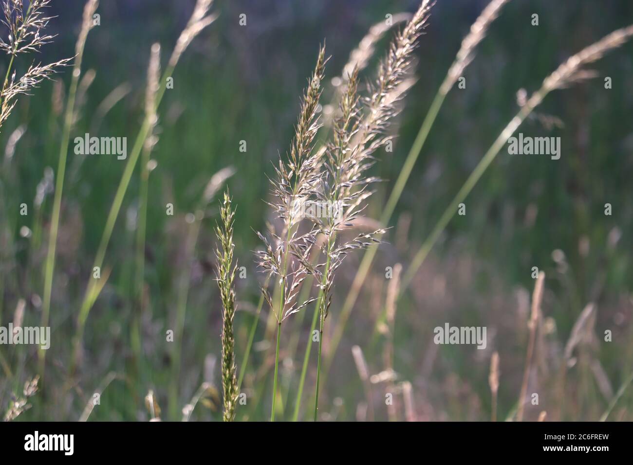 close up of hay with light green background Stock Photo