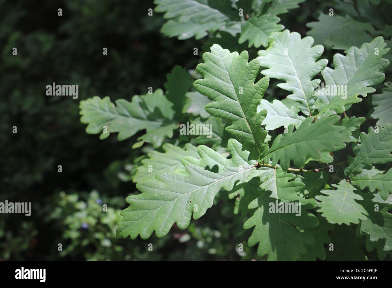 close up of green oak leaves with green background Stock Photo