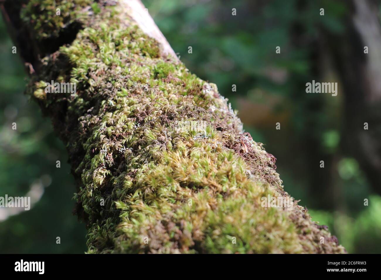 close up of green moss on a branch  Stock Photo