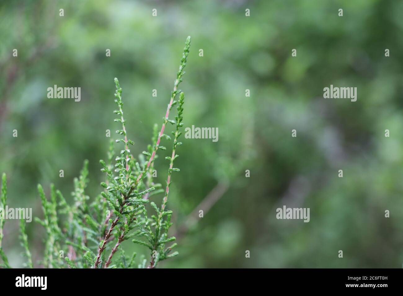 close up of green plant with green background Stock Photo