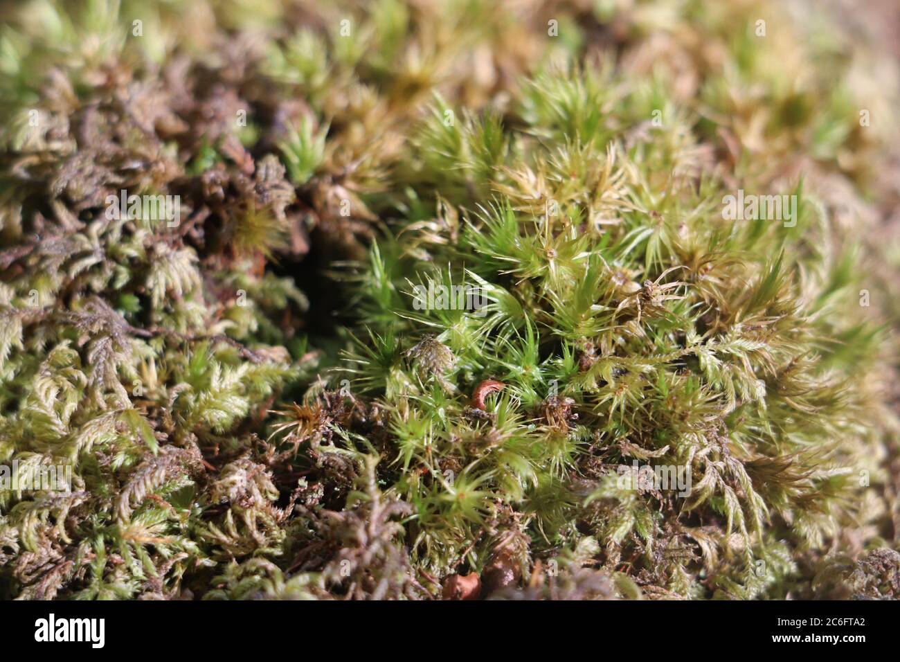 close up of green moss on a branch  Stock Photo