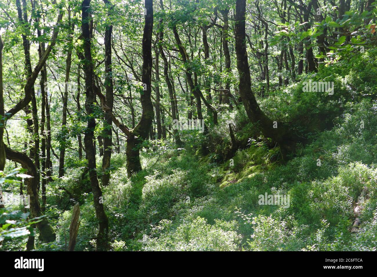 Very green woodland scene on hill  Stock Photo