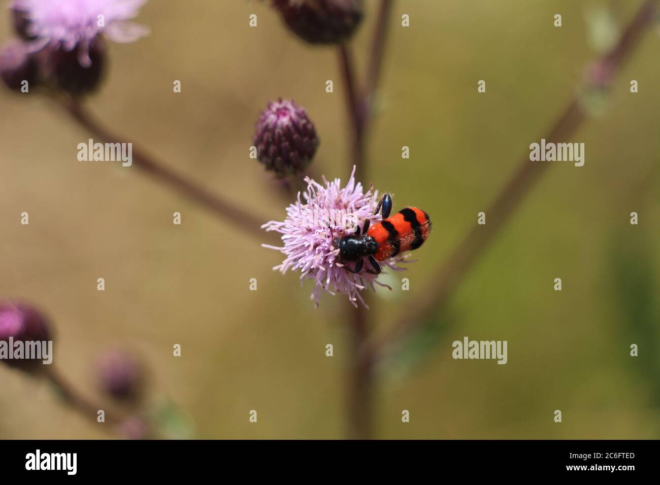 A bee-eating beetle: Trichodes apiarius Stock Photo