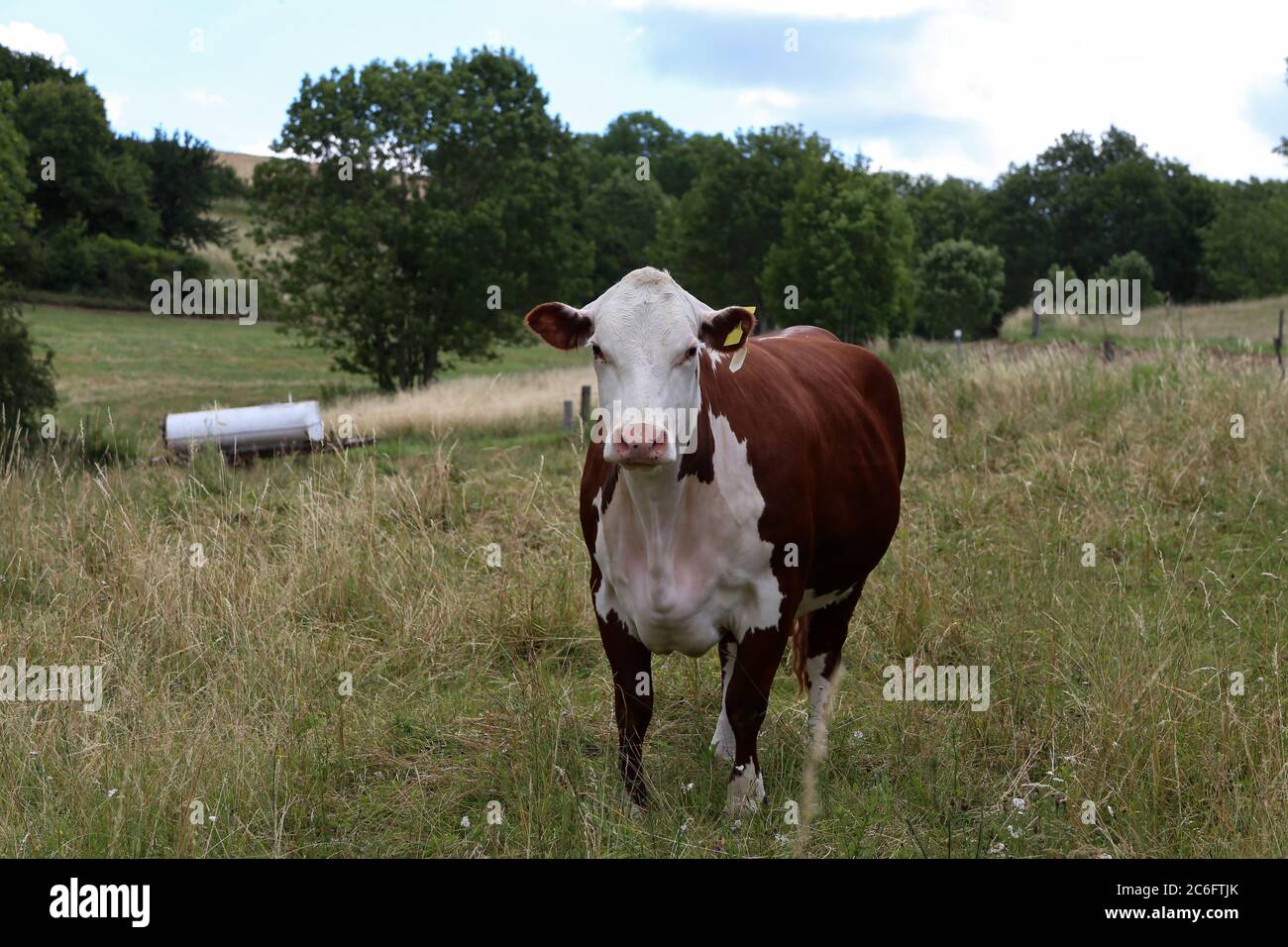 Herd of cows in the pasture in summer Stock Photo - Alamy