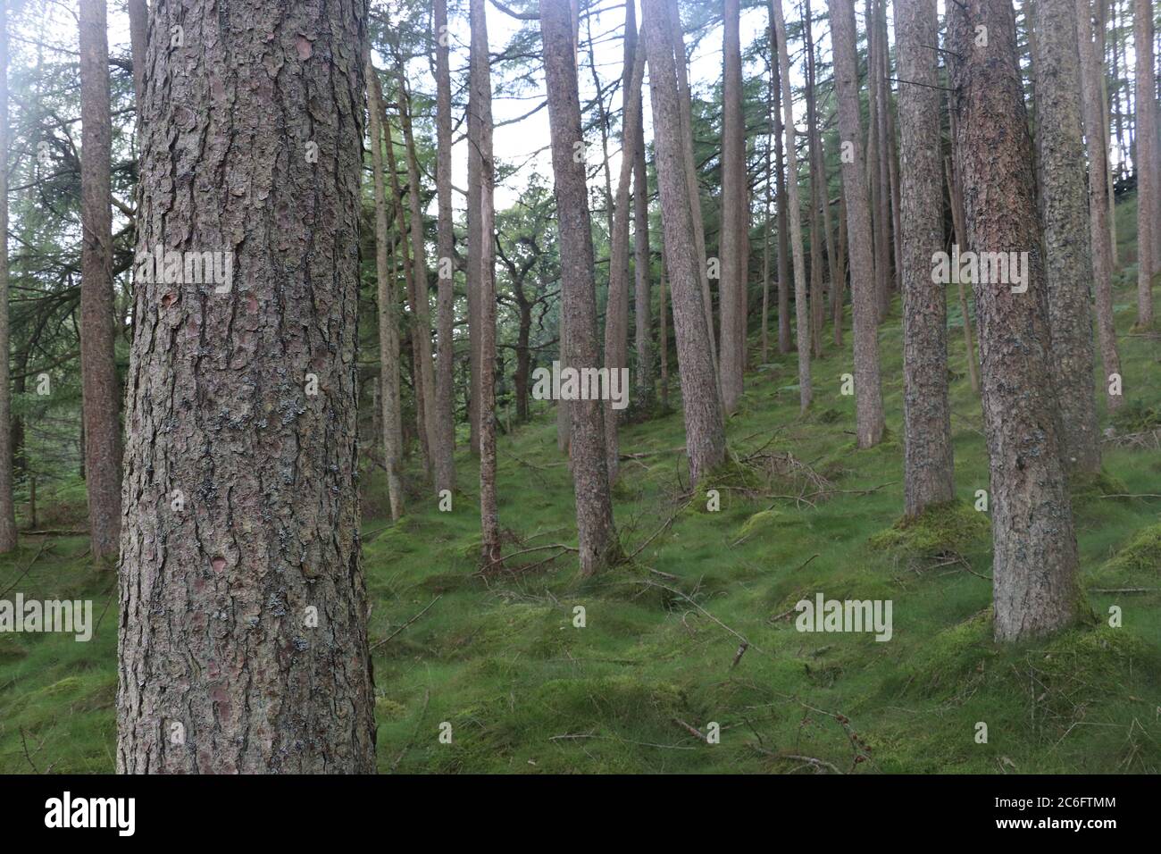 close up of trees in forrest with green grass  Stock Photo