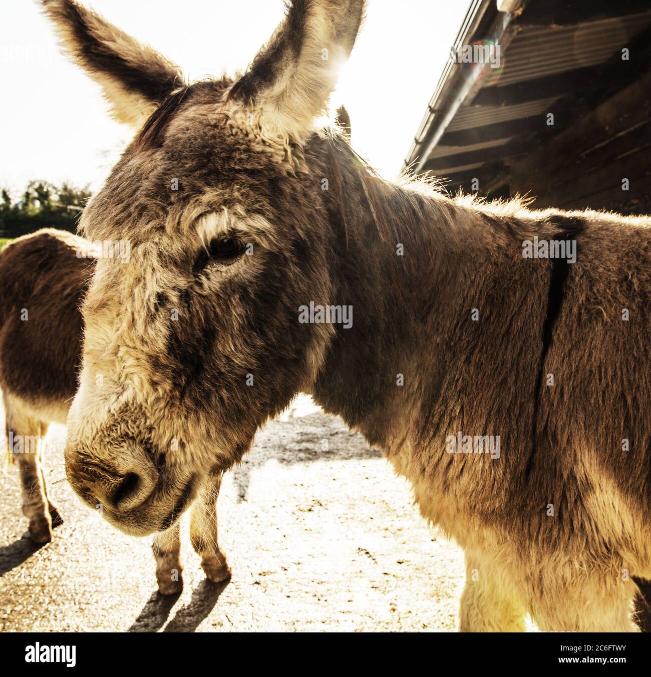 portrait of donkey, Cork, Ireland Stock Photo