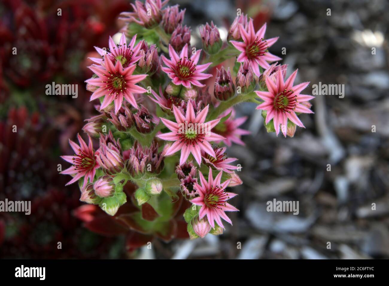 Sempervivum marmoreum - Wild plant shot in summer Stock Photo