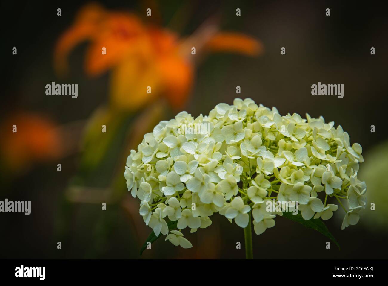 White hydrangea flower hi-res stock photography and images - Alamy