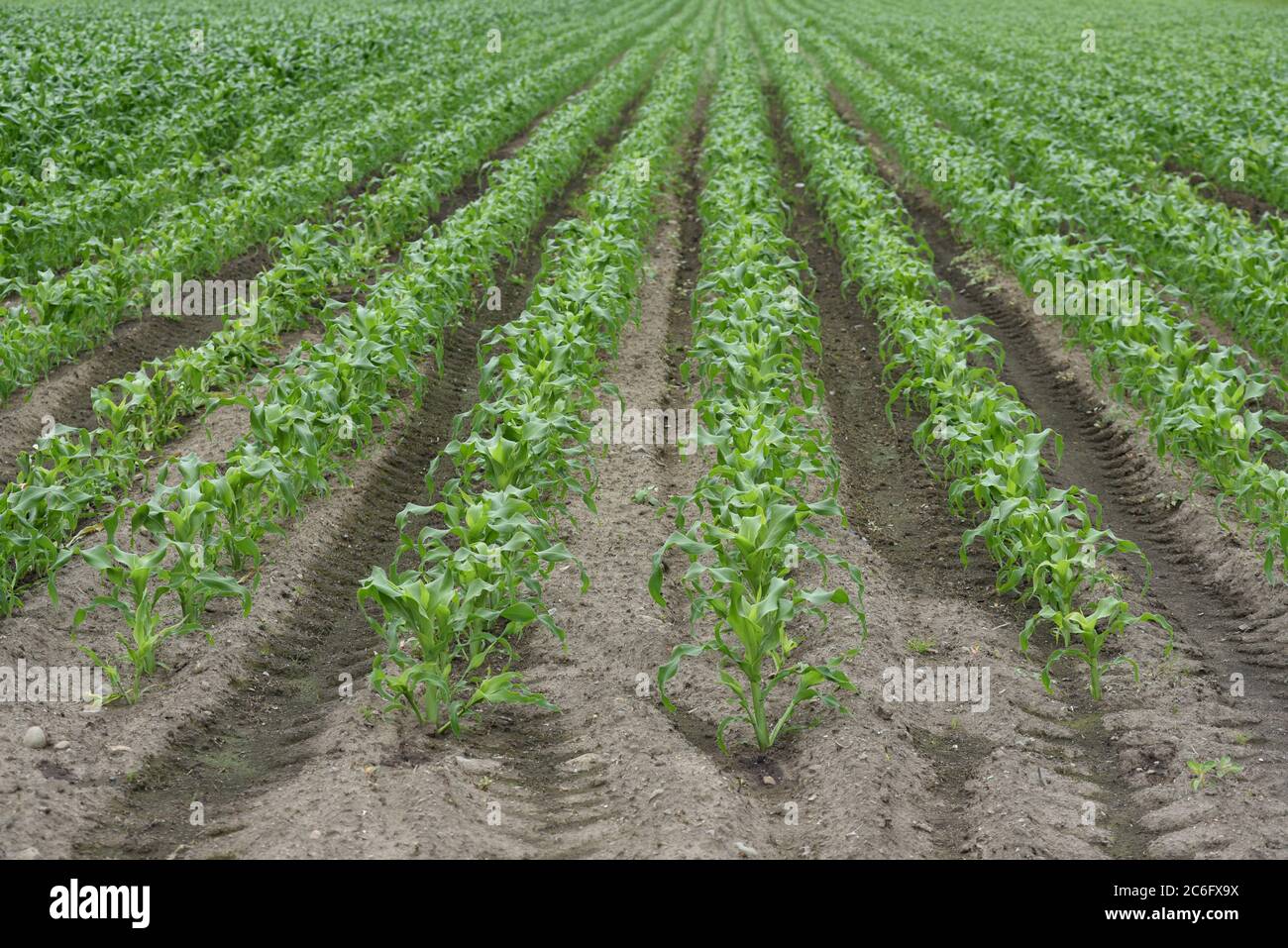 Young corn plants grow in the fields of Michel Farms in central Saanich, British Columbia, Canada on Vancouver Island. The farm grows a variety of veg Stock Photo