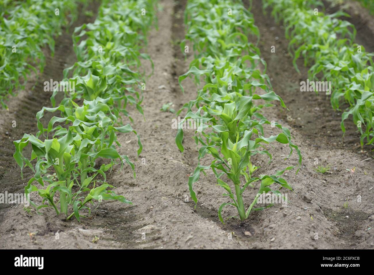 Young corn plants grow in the fields of Michel Farms in central Saanich, British Columbia, Canada on Vancouver Island. The farm grows a variety of veg Stock Photo