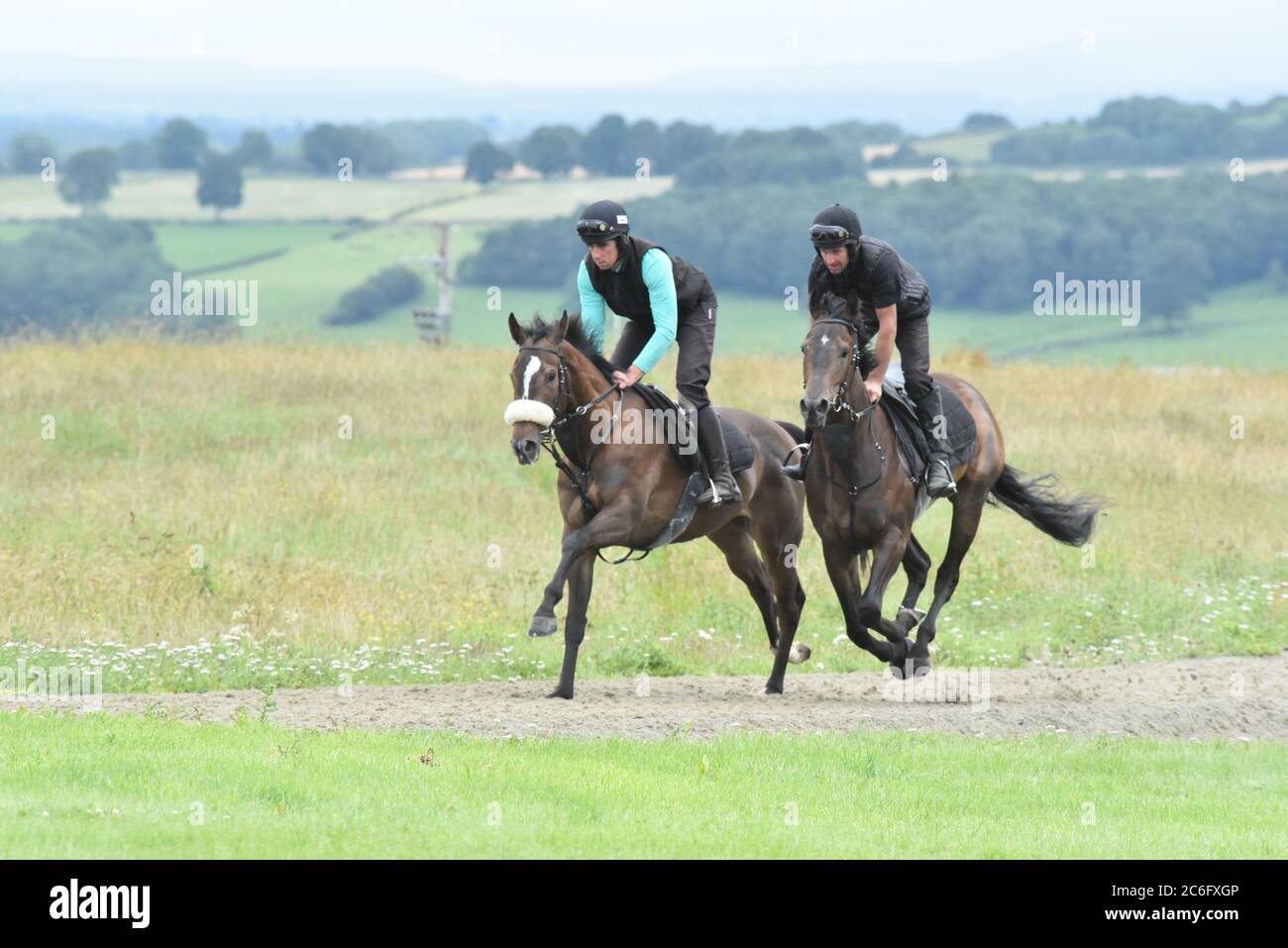 Racehorses going up the gallops Stock Photo