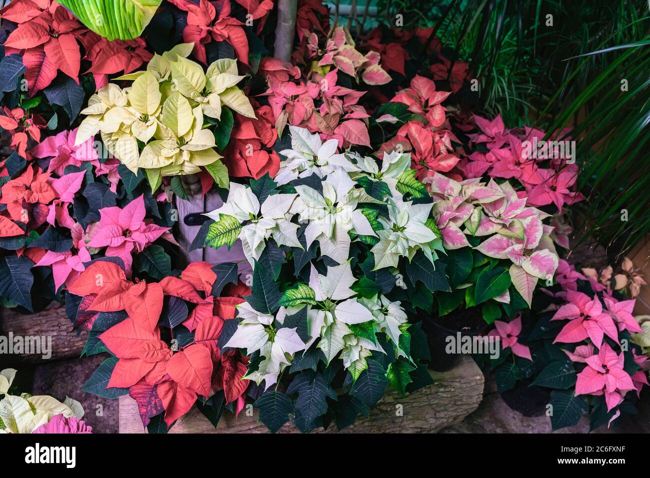 Multi colored poinsettia hi-res stock photography and images - Alamy
