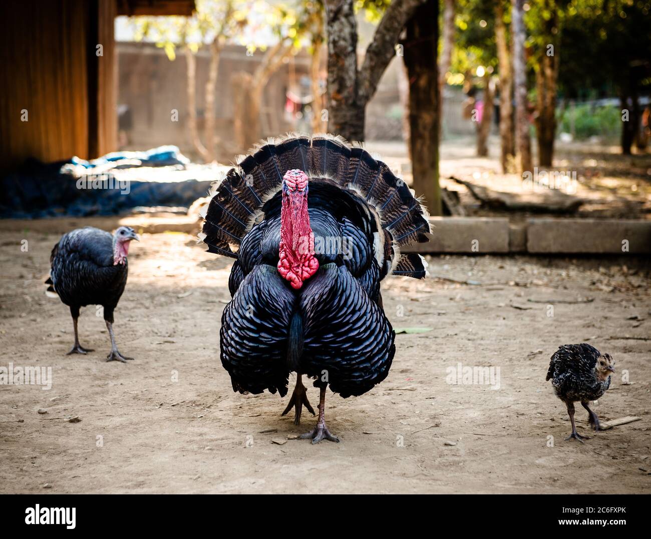 Domestic Turkeys at a farm in Ban Yang village, Laos, Southeast Asia Stock Photo