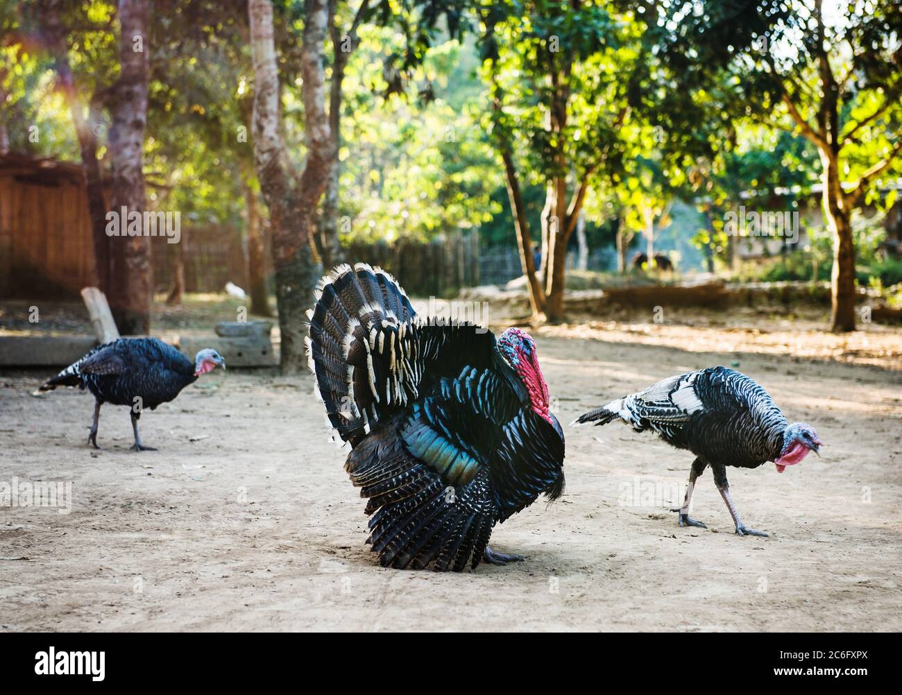 Domestic Turkeys at a farm in Ban Yang village, Laos, Southeast Asia Stock Photo