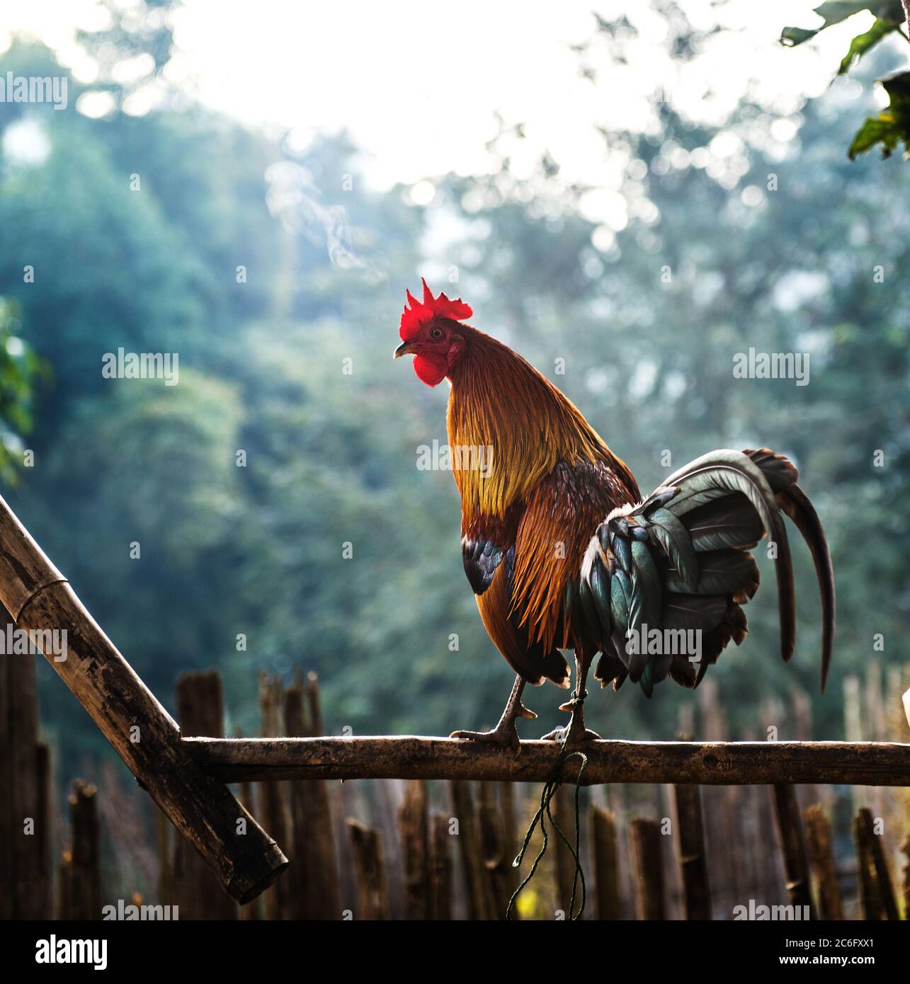 Rooster on a farm in Ban Yang village, Laos, Southeast Asia Stock Photo